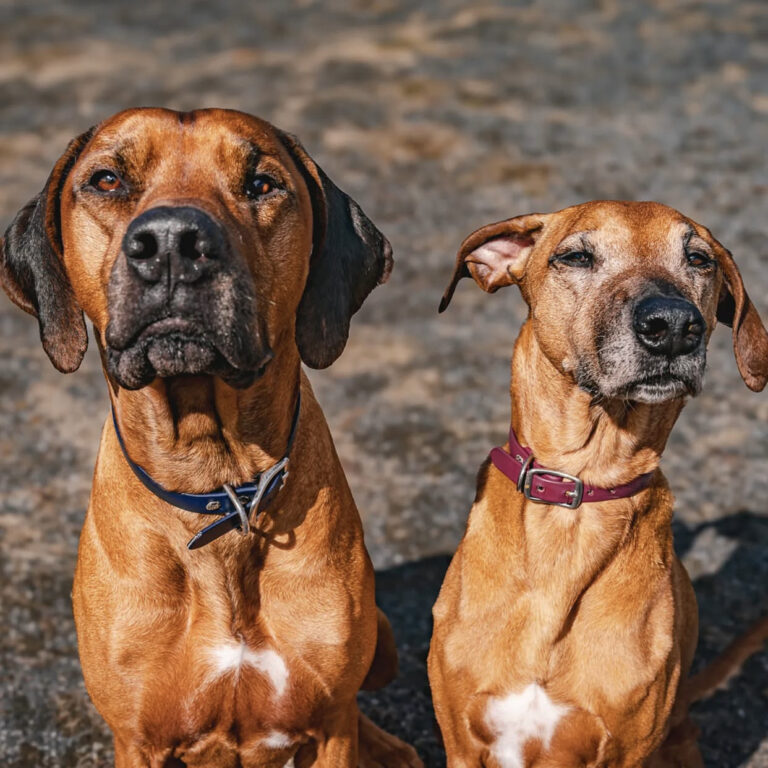 Treeing Walker Coonhound dog